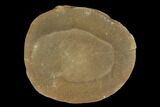 Fossil Jellyfish (Essexella) In Ironstone, Pos/Neg - Illinois #120909-1